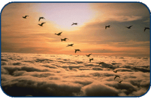 biomimetic leadership 1