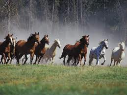 horse herd
